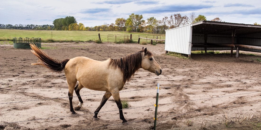 Horse Boarding at Sandhills Stable