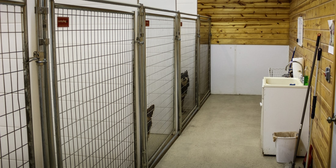 Indoor best sale dog boarding